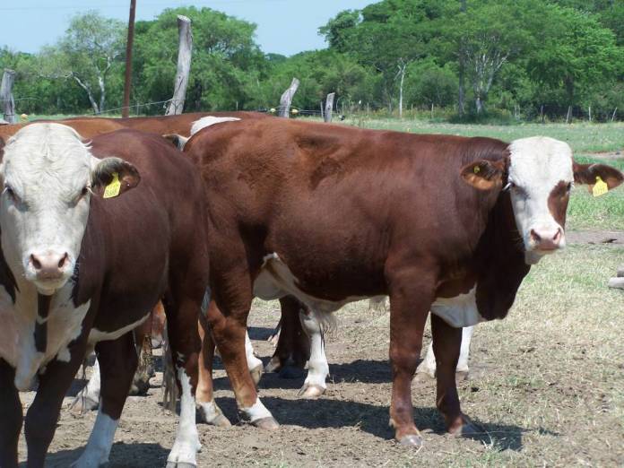 INTA remate ganadero