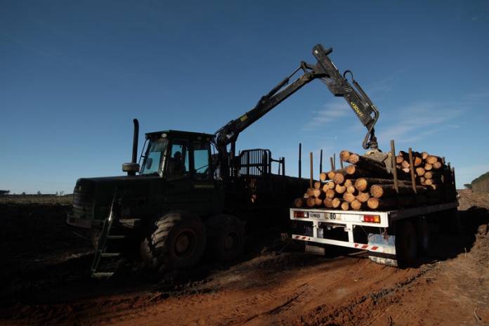 Trabajo forestal (1)
