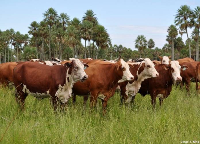 bbx_49939707_2_GANADO