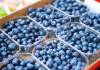 Arándanos, berries azules que se producen en Corrientes con neto destino exportador