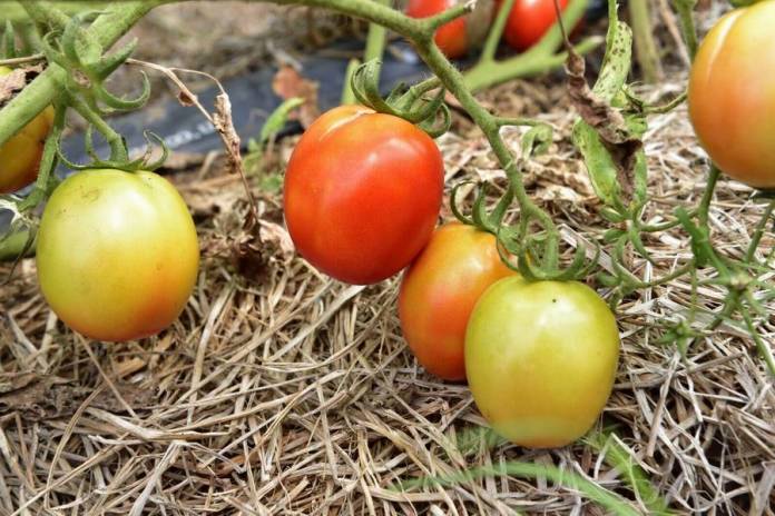 07-foto-70-gentileza